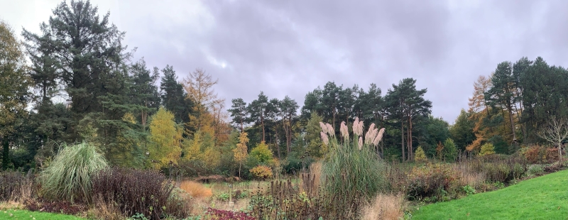 Waxwings & Goldcrest